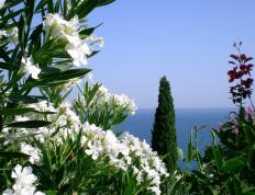 世俱杯-篮球场上的极速风暴，英格拉姆犹如F1赛道传奇，率领开拓者完胜尼克斯