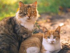 世俱杯-F1新赛季揭幕战焦点战，北京队力克上海队，开启中国赛车新篇章