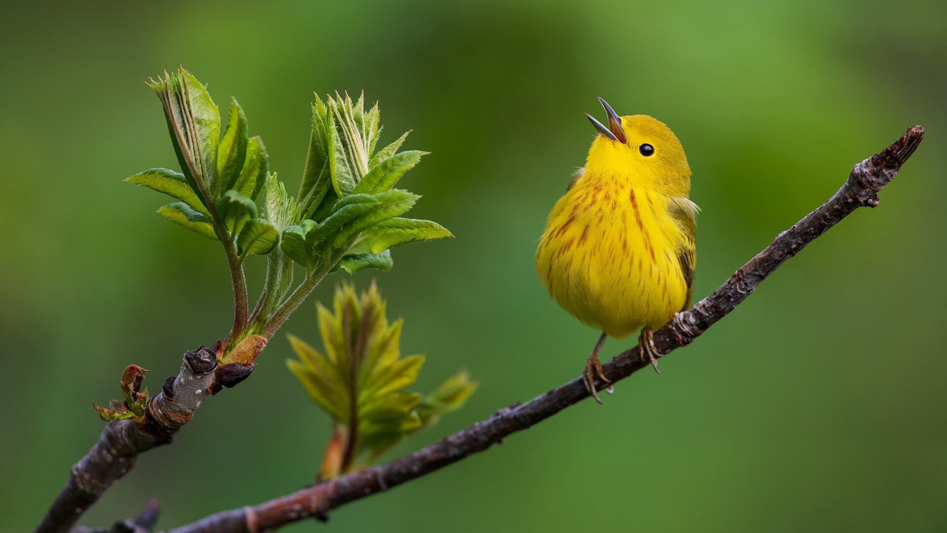 世俱杯决赛-东方利拉德诞生记，上海滩寒夜，谁一箭穿心？