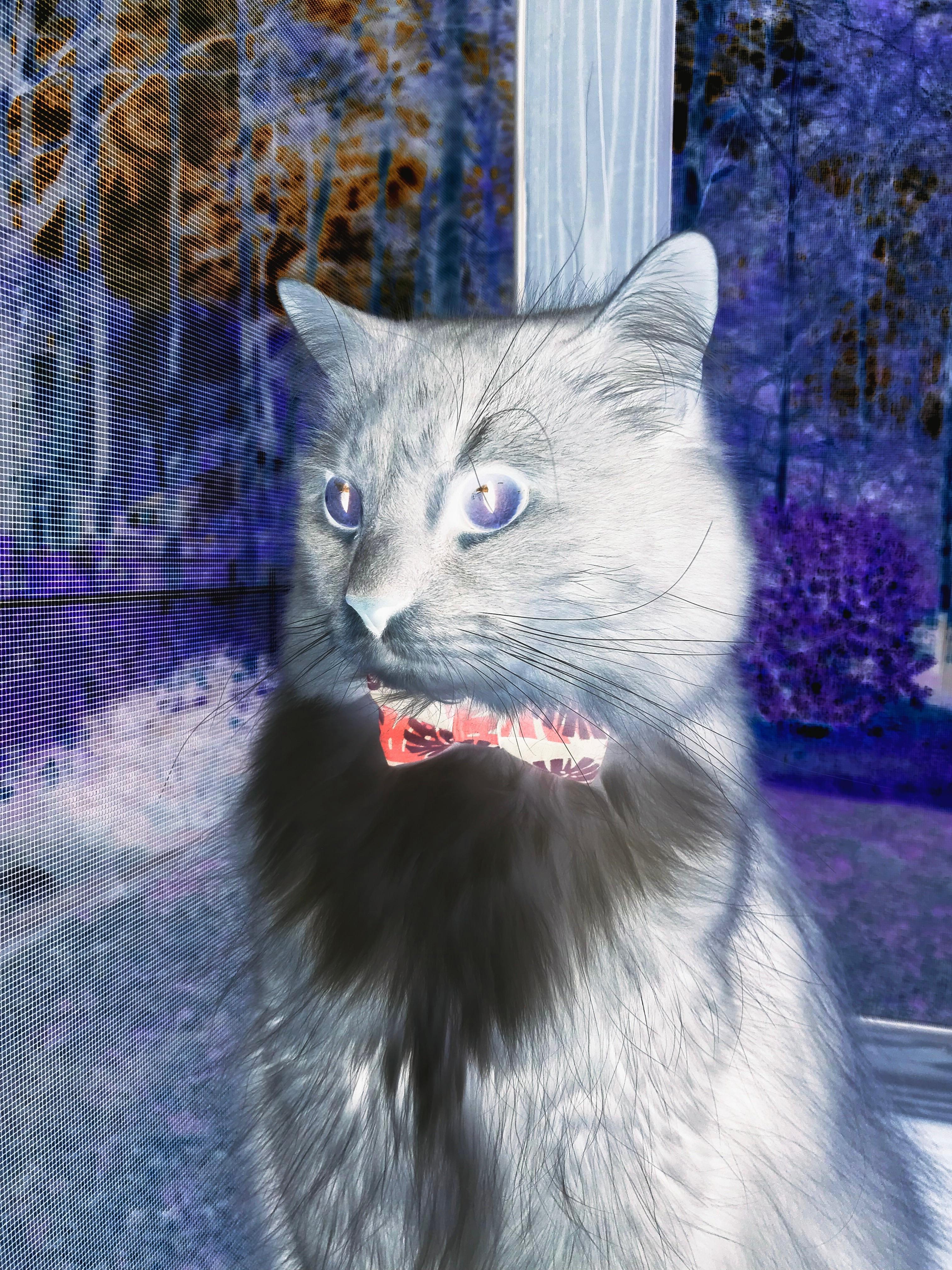 世俱杯-克瓦拉茨赫利亚一剑封喉，拉齐奥淘汰挪威球队惊险晋级