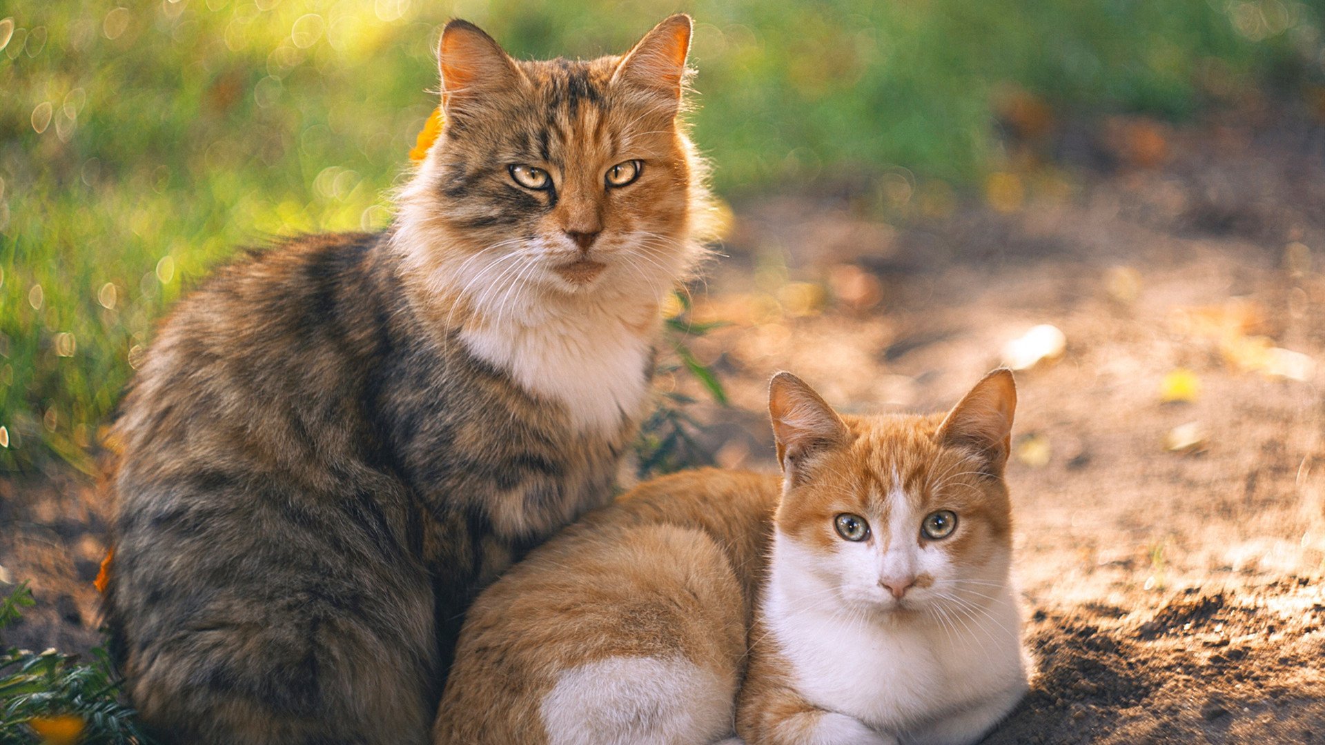 世俱杯-F1新赛季揭幕战焦点战，北京队力克上海队，开启中国赛车新篇章