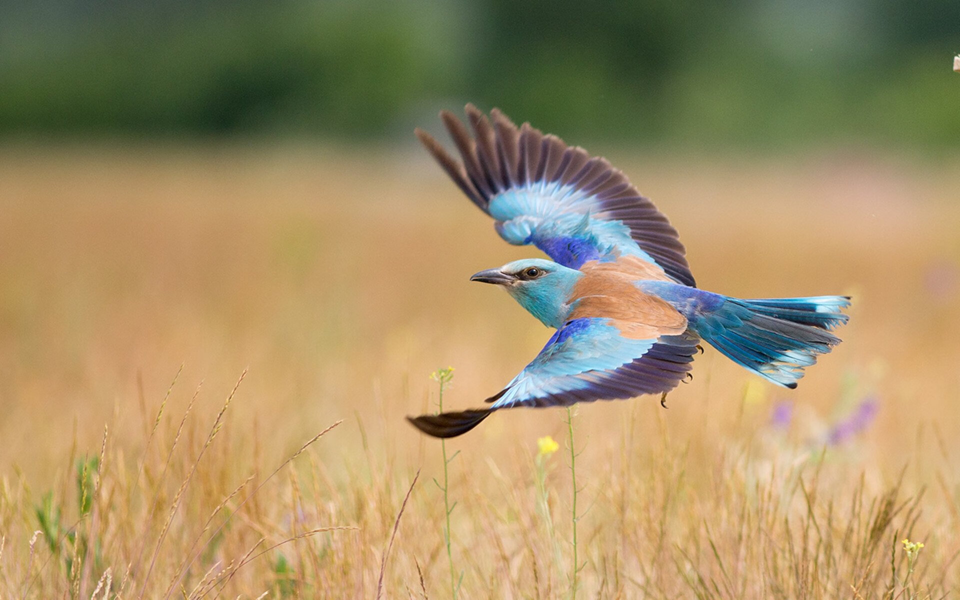 世俱杯时间-年度焦点之战，秘鲁3-1踏平阿尔及利亚，高原雄鹰展翅撕裂沙漠之狐