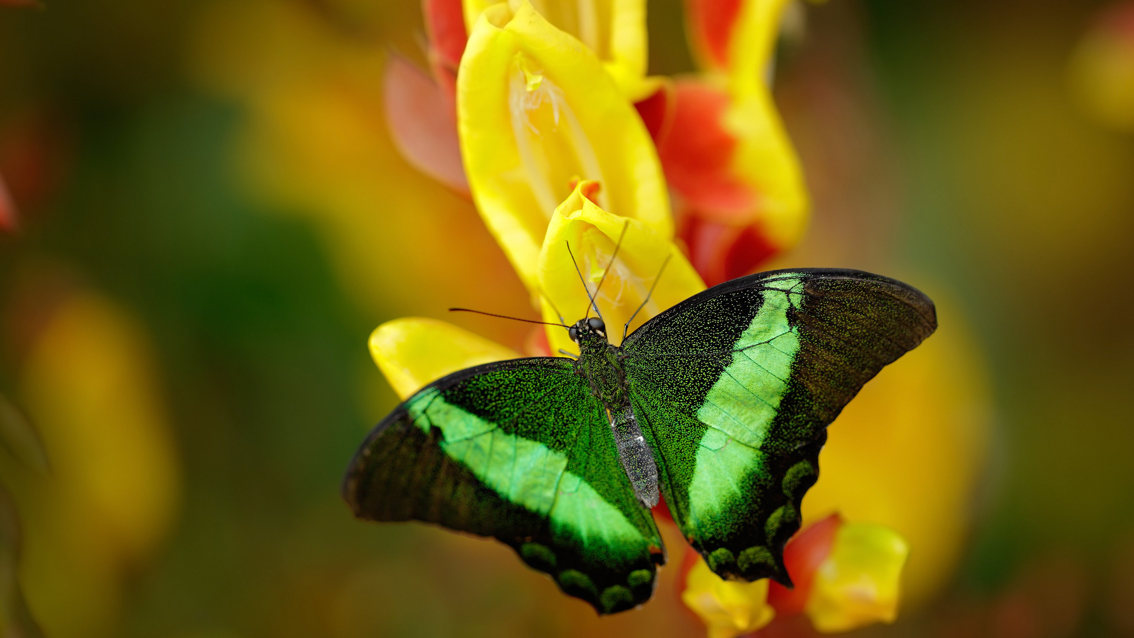 世俱杯参赛资格-红龙破云,威尔士稳健绞杀高原雄鹰,美加墨首战定乾坤