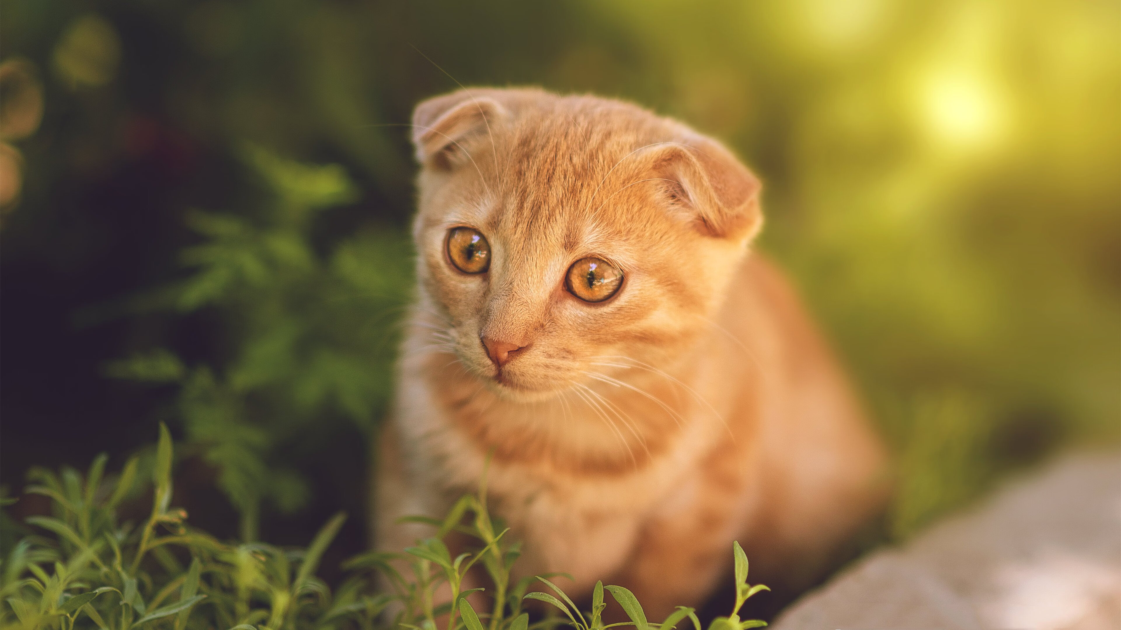 世俱杯时间-狼群撕咬与三分雨，现代篮球的攻防哲学启示