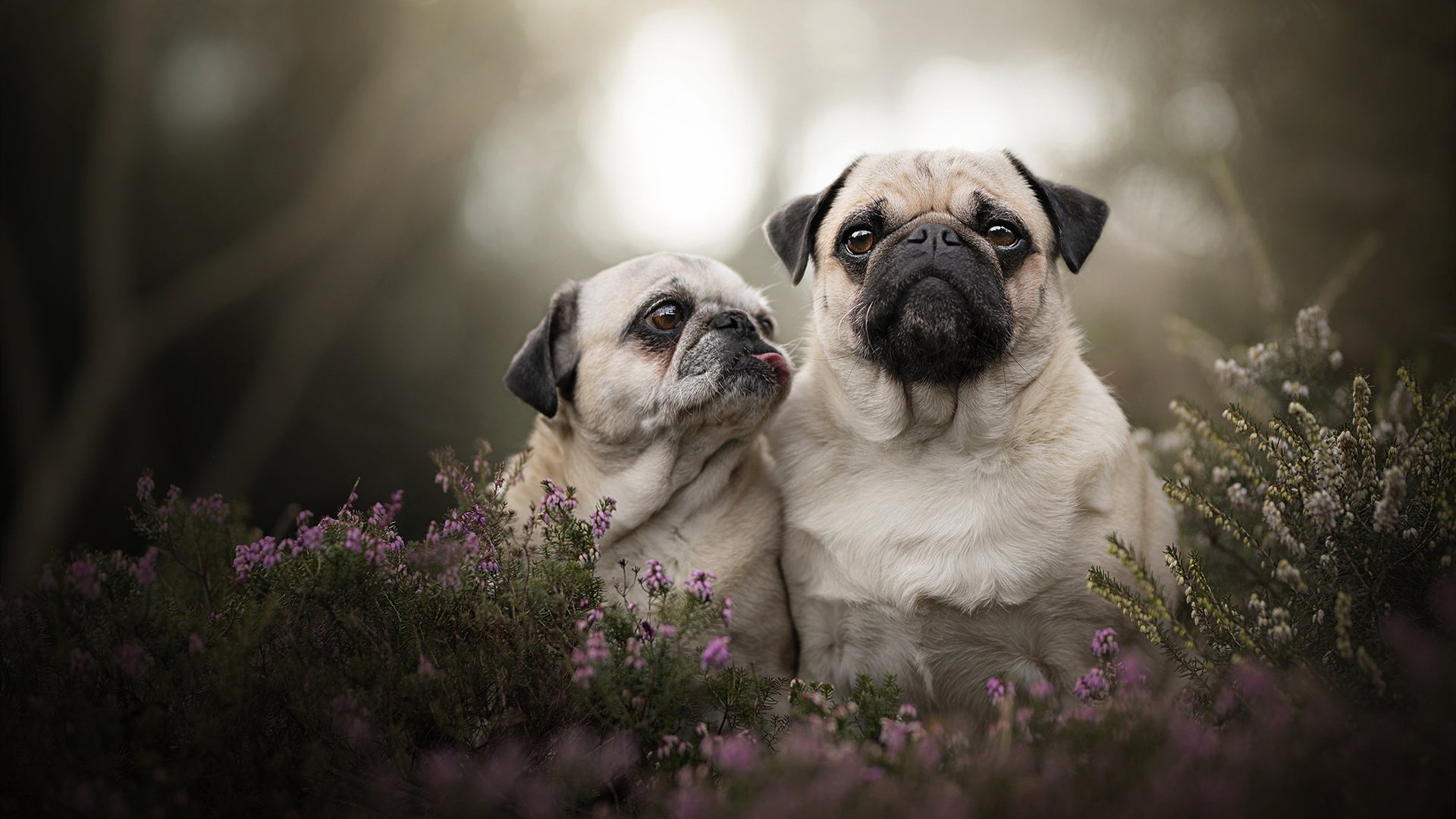 世俱杯2025-F1赛道与欧洲杯战场，当争冠焦点化为丹麦童话的轰鸣