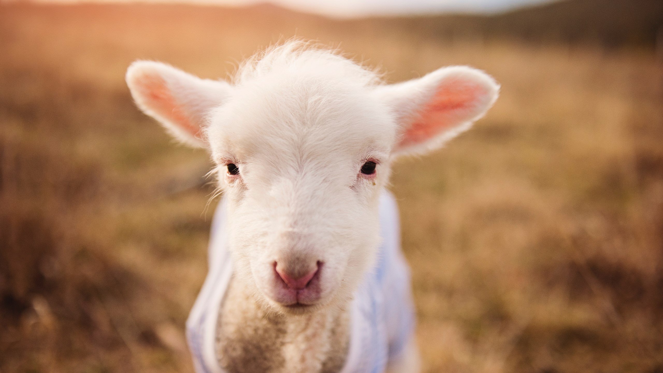 世俱杯-从南美风暴到英伦激战，秘鲁压制阿根廷的启示与英超争冠焦点战的悬念
